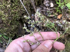 Micranthes californica