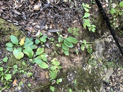 Micranthes californica