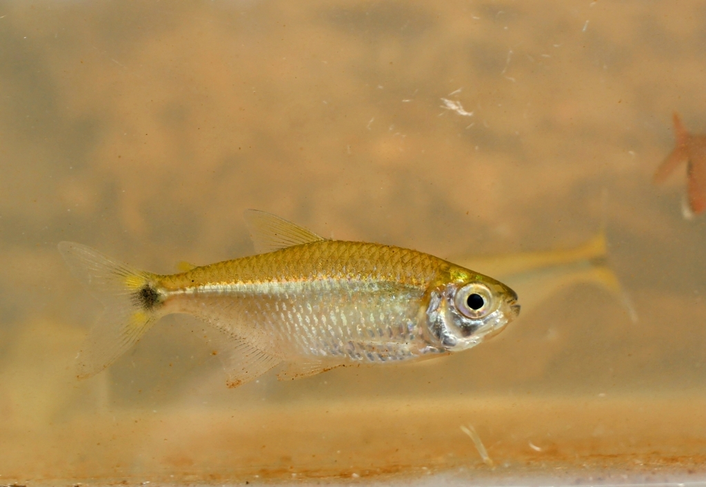 Hemigrammus ora