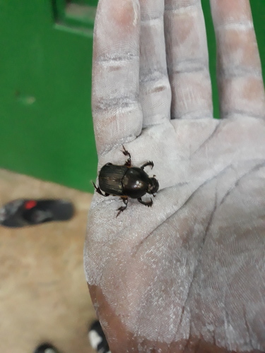 Onitis subopacus · iNaturalist