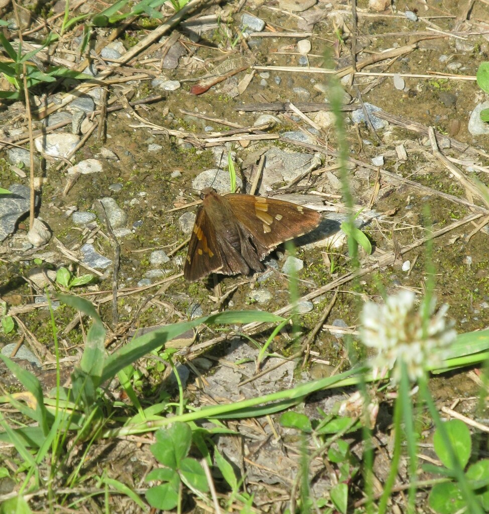 Silverspotted Skipper from Malletts Bay, Burlington, VT, USA on June