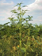 Cyclachaena xanthiifolia