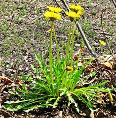 Taraxacum mongolicum