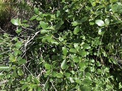Cercocarpus betuloides blancheae