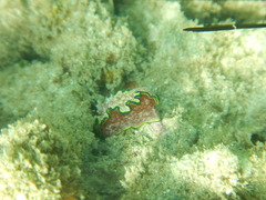 Glossodoris