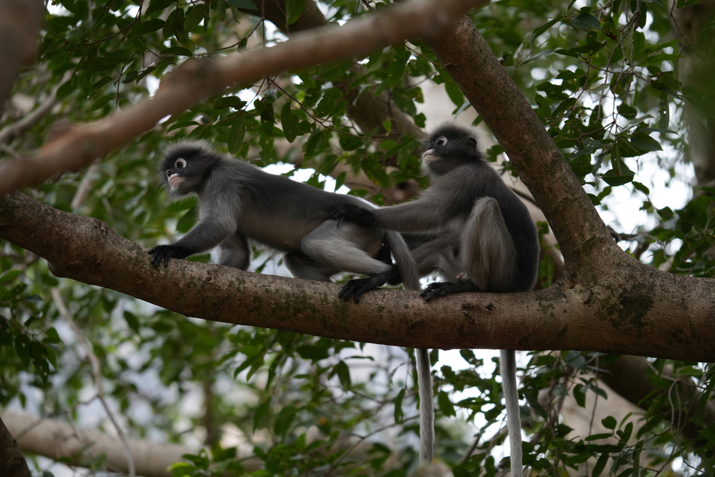 Dusky Leaf Monkey In January 2024 By INaturalist   Large 