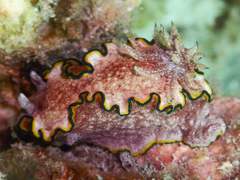 Glossodoris