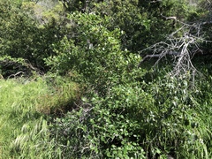 Cercocarpus betuloides blancheae