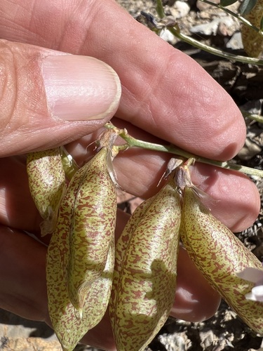 Image of Astragalus oophorus by (c) Steve Matson, some rights reserved (CC BY)
