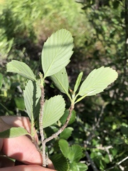 Cercocarpus betuloides blancheae