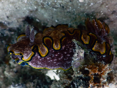 Glossodoris