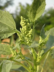 Cyclachaena xanthiifolia