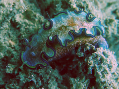 Glossodoris