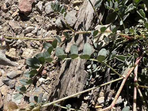 Image of Astragalus oophorus by (c) Steve Matson, some rights reserved (CC BY)