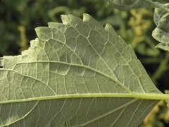 Cyclachaena xanthiifolia