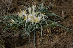 Leucocrinum montanum