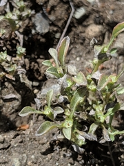 Hesperevax sparsiflora