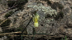 Narcissus triandrus