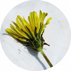 Taraxacum mongolicum