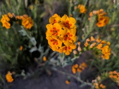 Amsinckia vernicosa