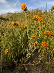 Amsinckia vernicosa