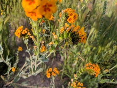 Amsinckia vernicosa