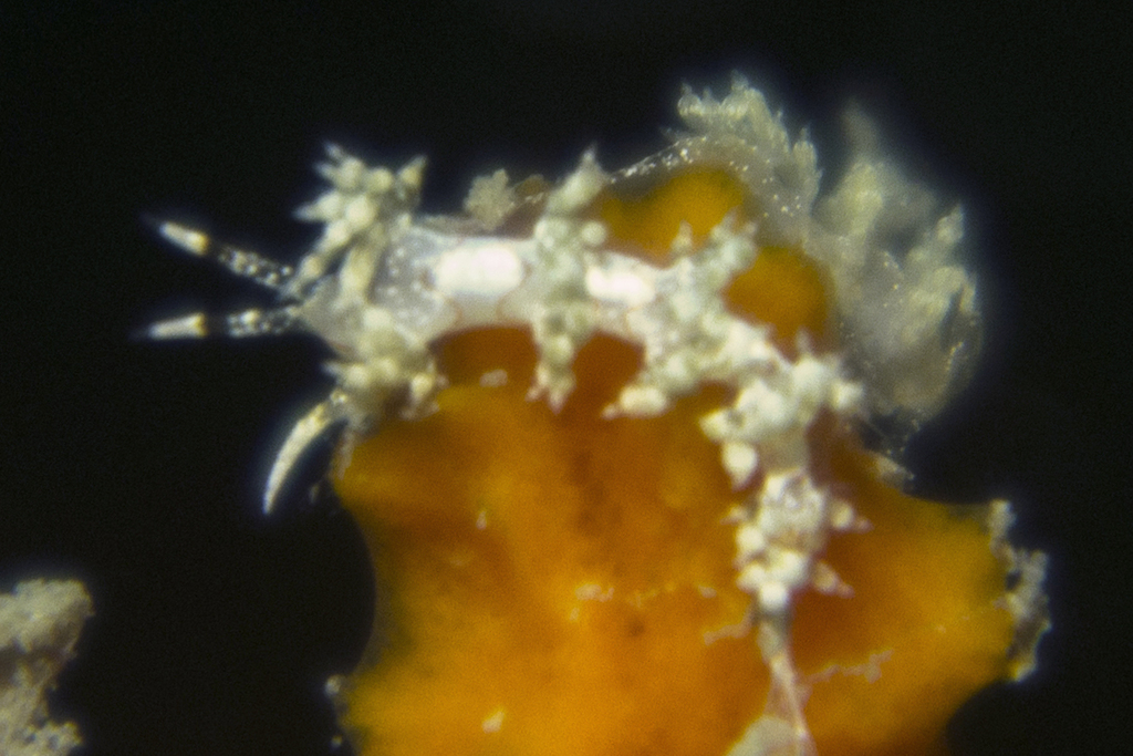 Lion Tentacle Aeolid