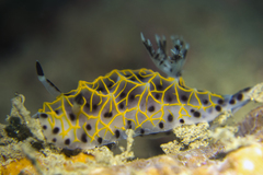 Halgerda wasinensis