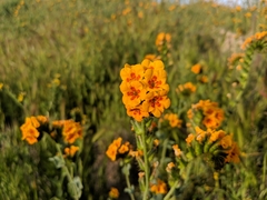 Amsinckia vernicosa