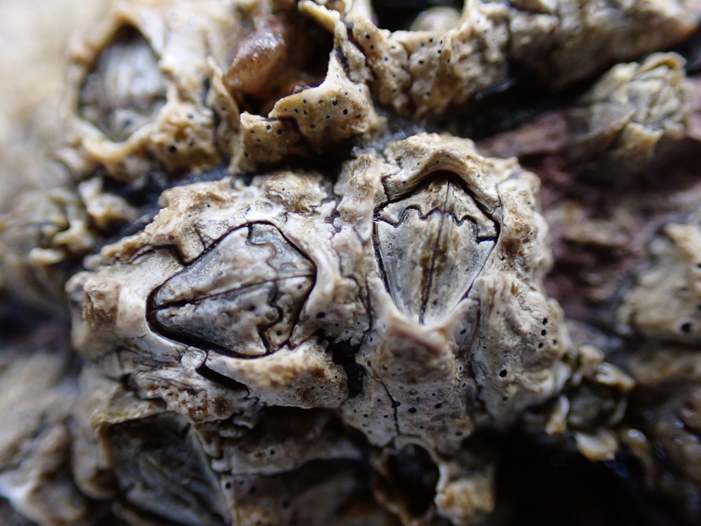 Notochthamalus scabrosus