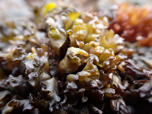 Iridaea tuberculosa observed 2024-01-23