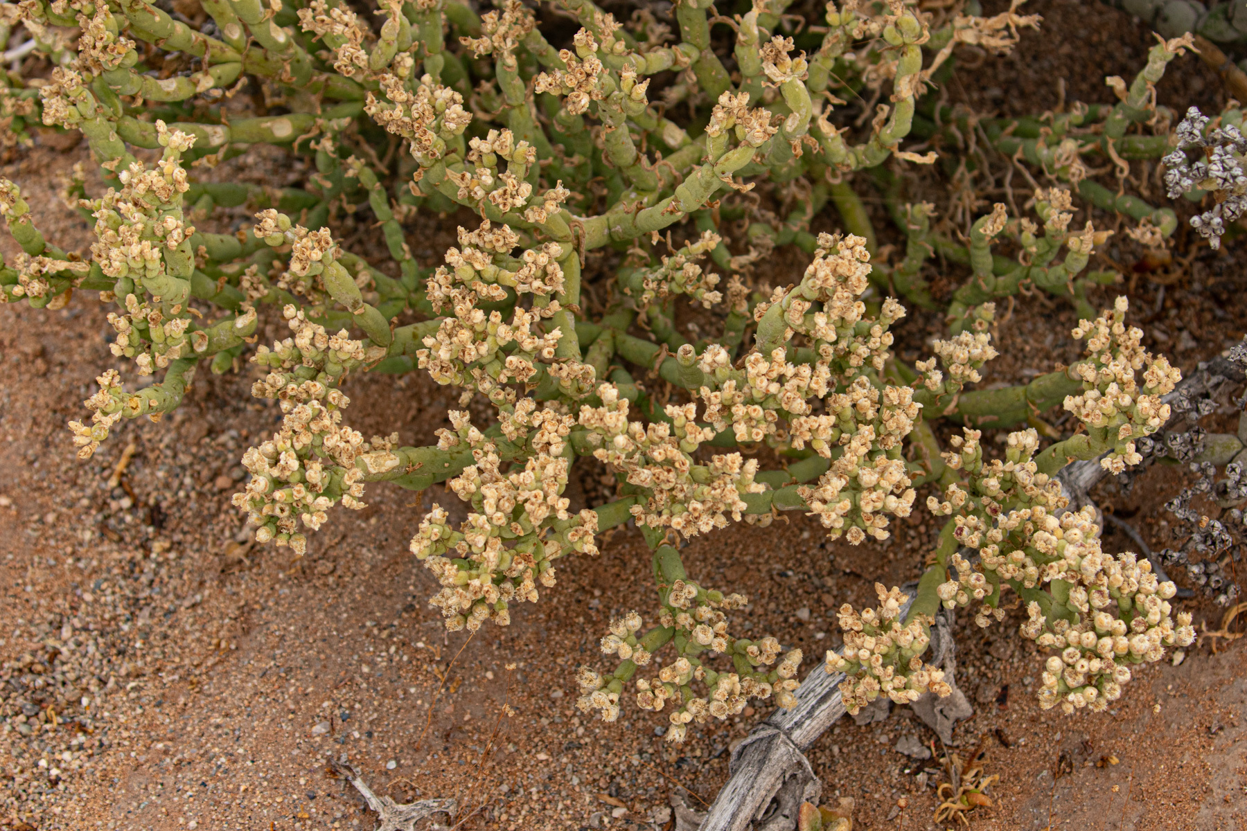 Mesembryanthemum schlichtianum Sond. 4