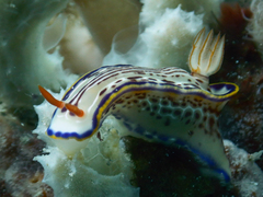 Hypselodoris fucata