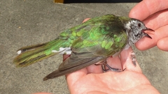 Chrysococcyx lucidus lucidus