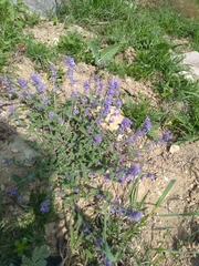 Nepeta racemosa racemosa