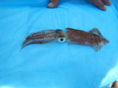 Doryteuthis