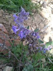 Nepeta racemosa racemosa