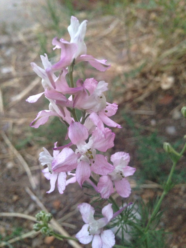 Doubtful knight's-spur (Delphinium ajacis)