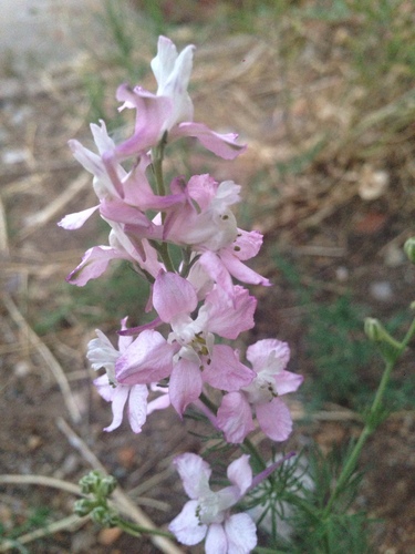 Doubtful knight's-spur (Delphinium ajacis)