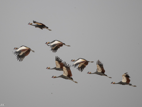 Black Crowned Crane