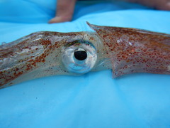 Doryteuthis