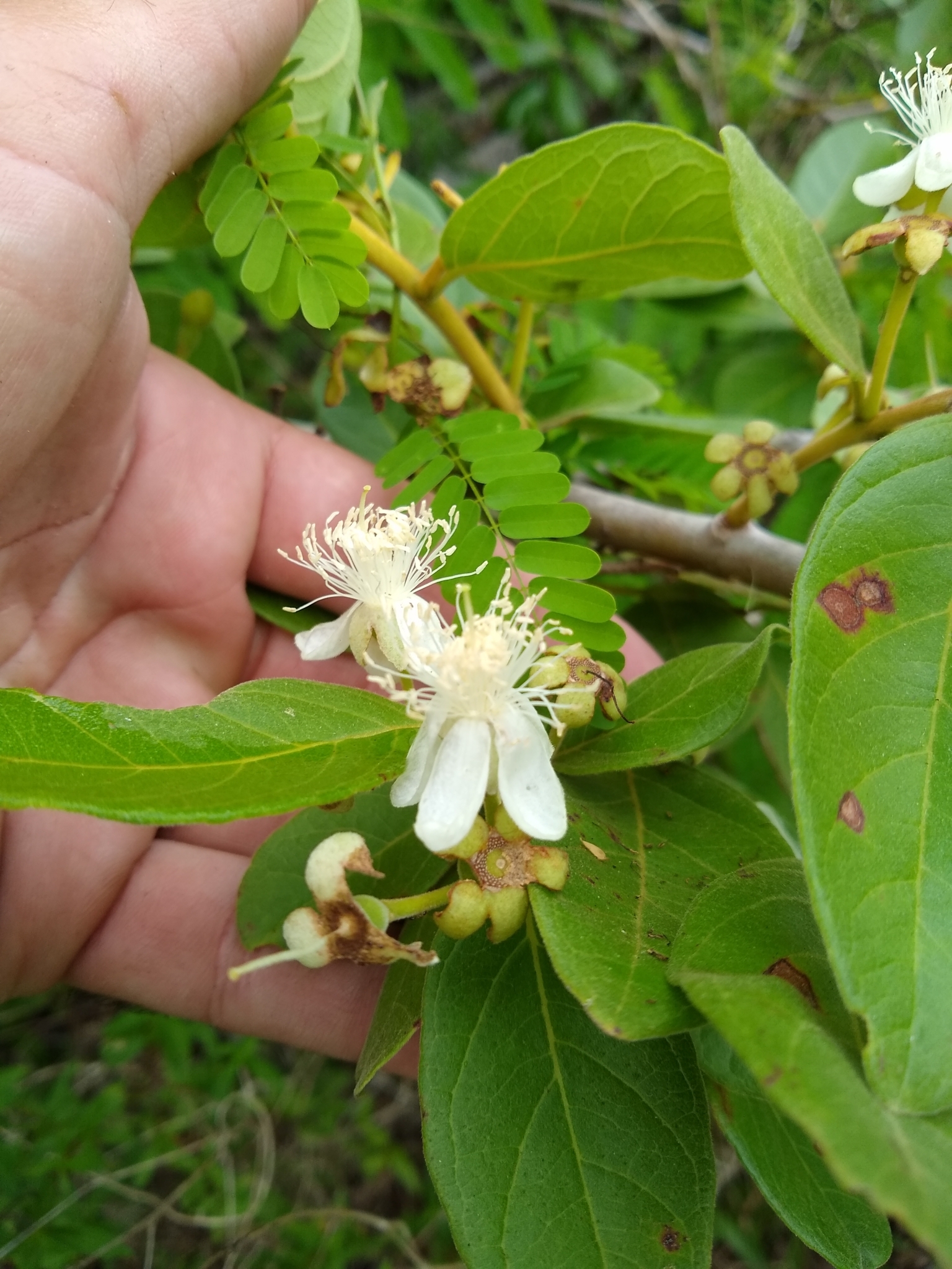 Imagem de Araçá-do-campo