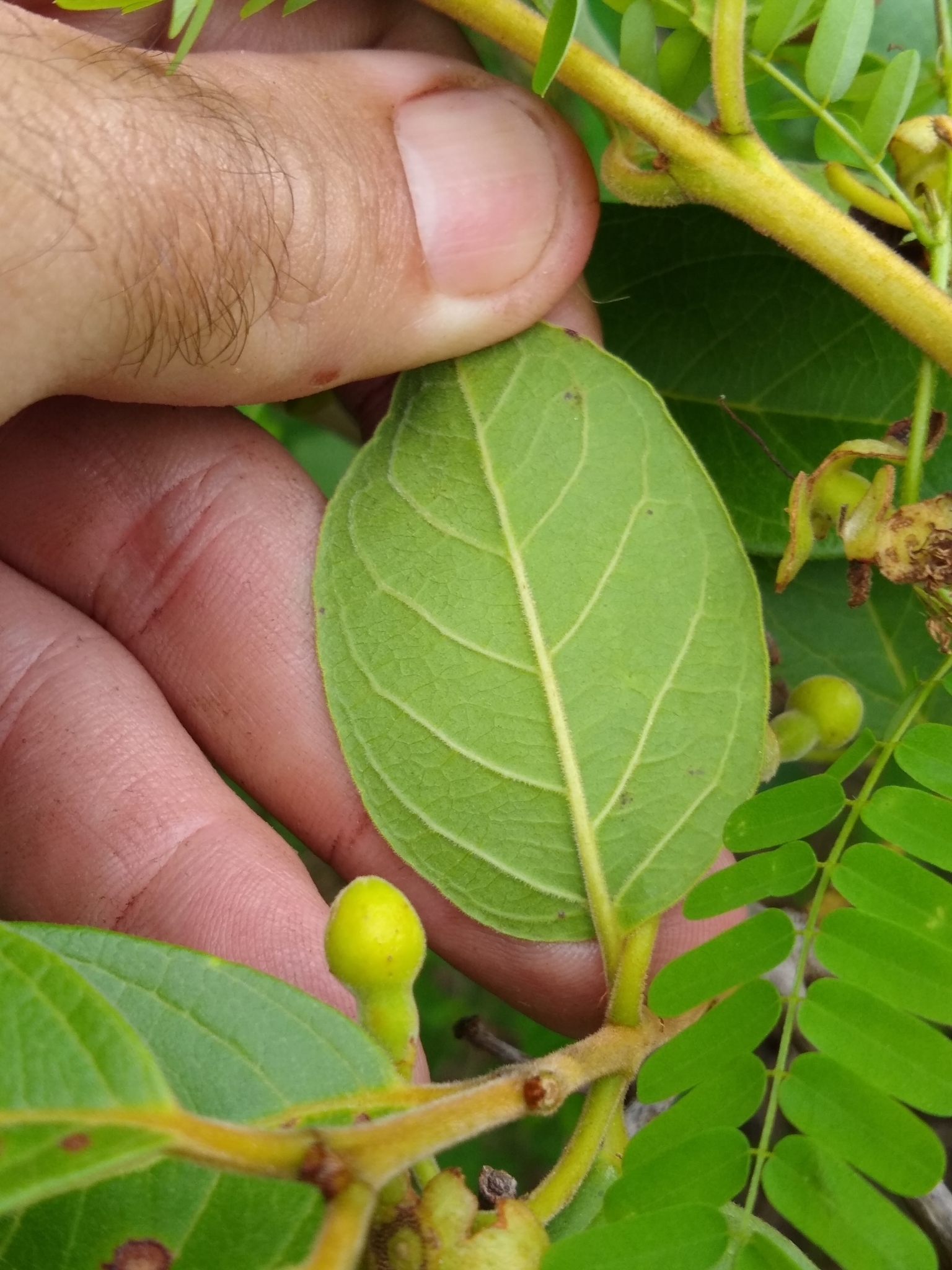 Imagem de Araçá-do-campo