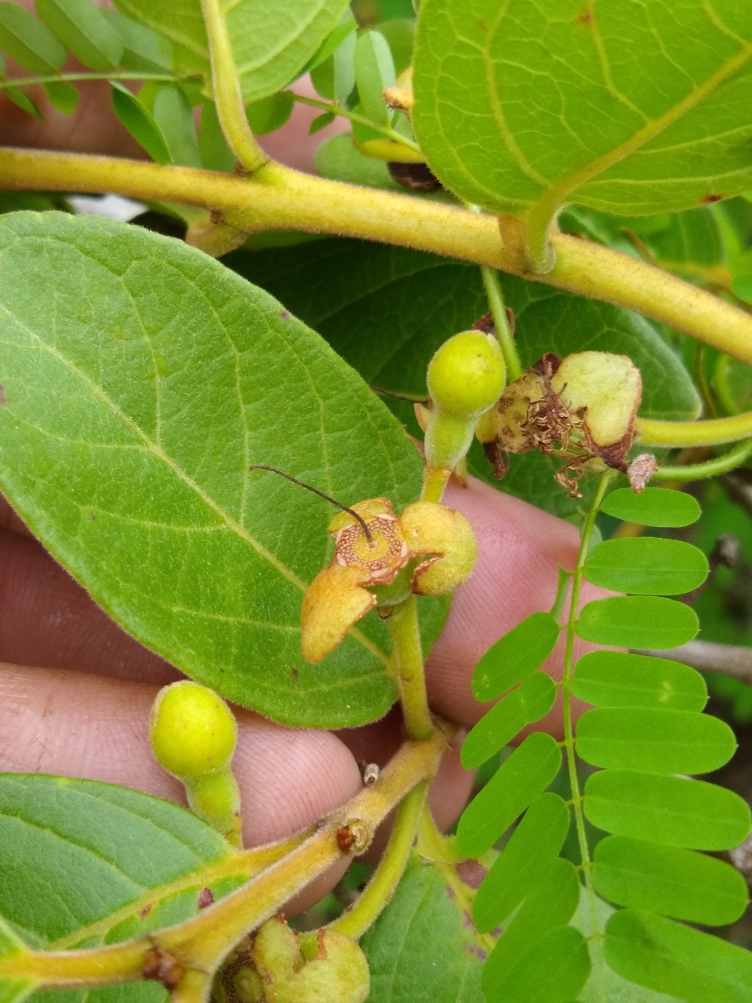 Imagem de Araçá-do-campo