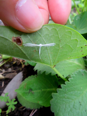 Pterophorus niveodactyla