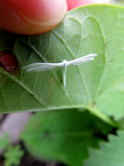 Pterophorus niveodactyla