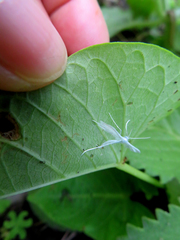 Pterophorus niveodactyla