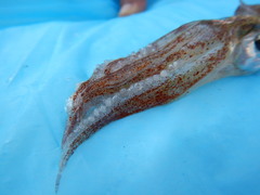 Doryteuthis