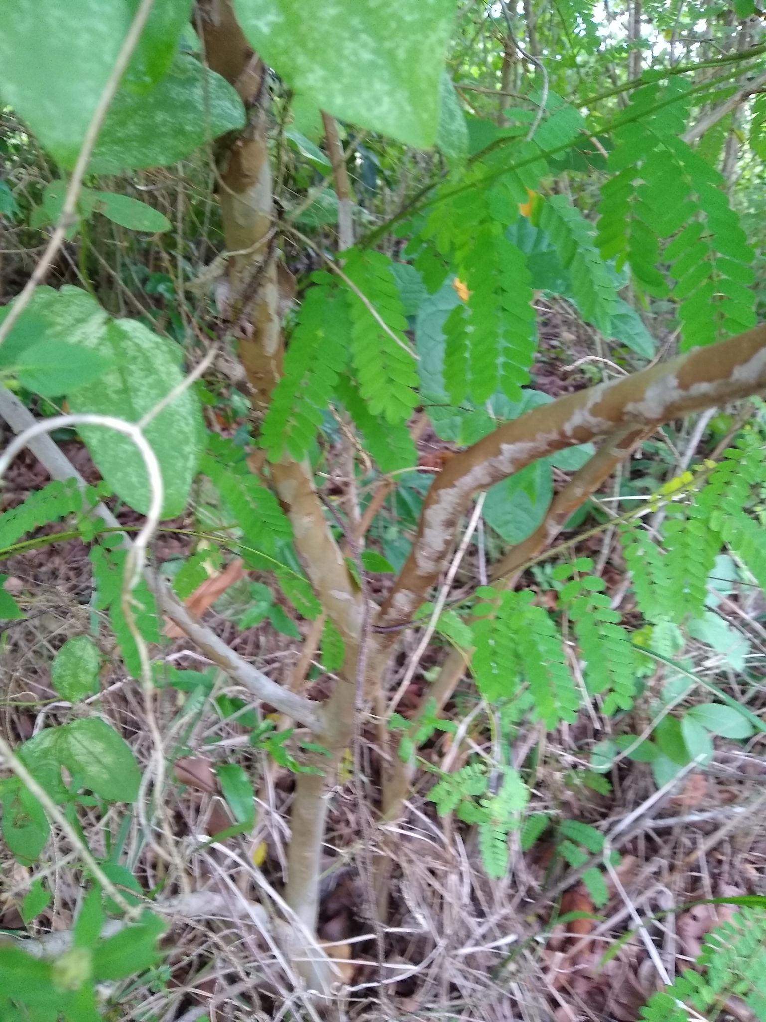 Imagem de Araçá-do-campo