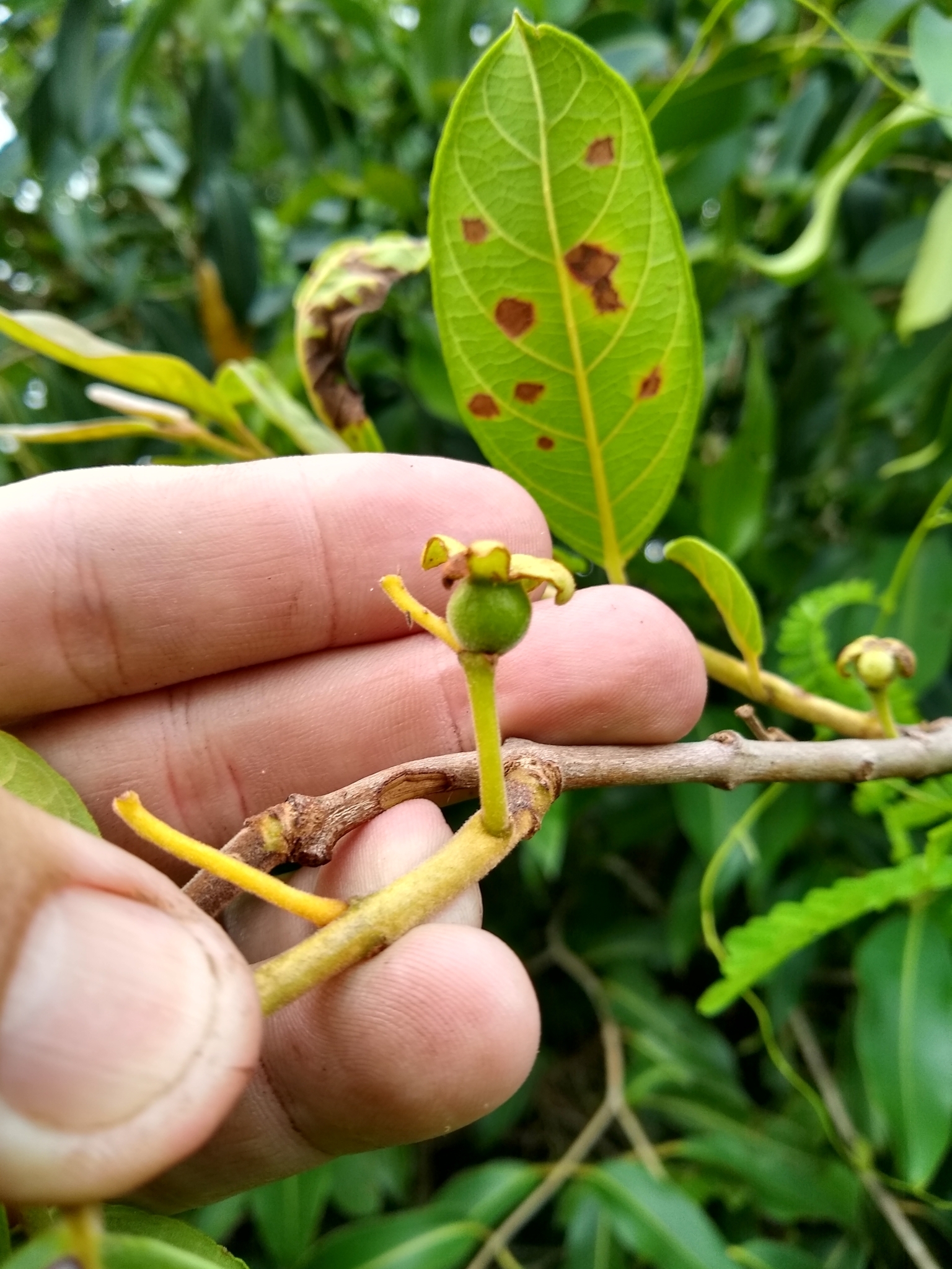 Imagem de Araçá-do-campo